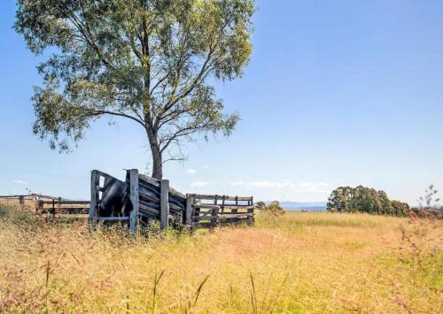 a cow sitting on a fence next to a tree at Hunter Valley Homes Pets Heated Pool in Whittingham