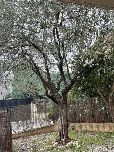 a tree in a yard next to a fence at Appartement cosy avec jardin in Nyons