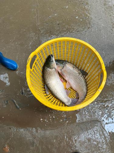 a yellow basket with two fish in it at Fish Farm Homestay in Yên Bái