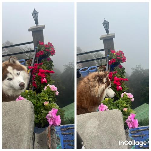 two pictures of a dog sitting on a ledge with flowers at shalom inn home stay in Darjeeling