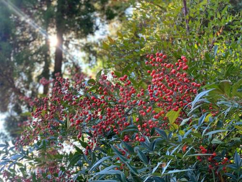 a bunch of red berries on a tree at Ryuo Field in Kikuchi