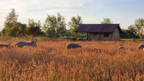 a herd of sheep grazing in a field of tall grass at Luxury Safari Tent near Veluwe in Klarenbeek