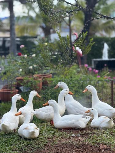 a group of white ducks sitting in the grass at บ้านไร่มีสุข Baanrai Meesuk in Surat Thani
