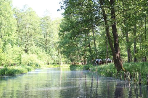 a river with a tree in the middle of it at Inas Spreewaldstube in Vetschau