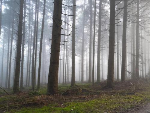 a misty forest with trees in the fog at Apartment EasyLife Zentral-Ruhig in Salzweg
