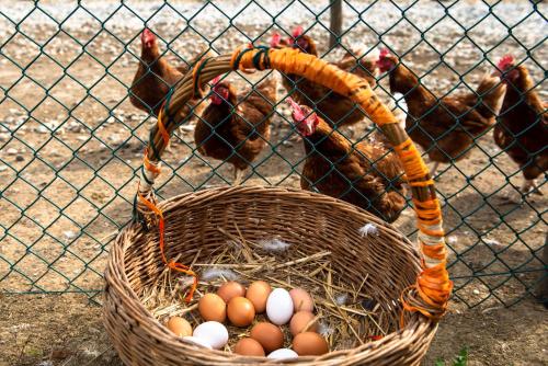 a basket of eggs and chickens behind a fence at Foresteria San Rocco Borgoluce in Susegana