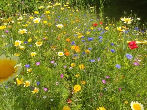 a field filled with lots of colorful flowers at Feriestedet Skovly in Klemensker