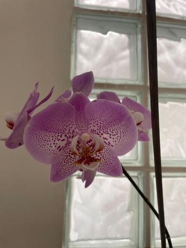 a purple orchid flower in front of a window at Casa em Barueri in Barueri