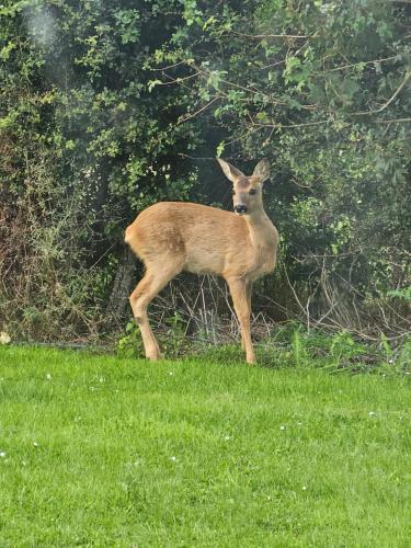 a deer standing in a field of grass at Dunbeath Coastal Retreat in Dunbeath