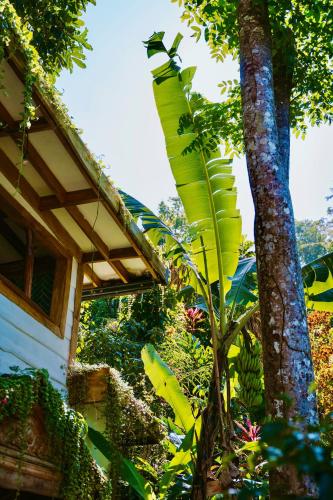 Jardín al aire libre en Jungle Spirit Treehouse
