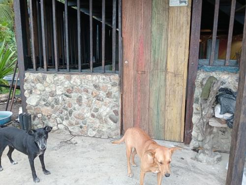 two dogs standing in front of a door at casa guayaba lodge in Nuquí