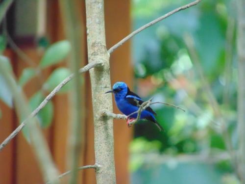 Imagine din galeria proprietății Tropical Forest Adventure Near Arenal Volcano în Chachagua