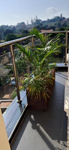 a potted plant sitting on top of a roof at Urban Nest in Kampala