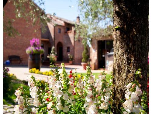 a group of white flowers in front of a tree at tolles Apartment in einer Residence in der Toskana in Petrignano sul Lago
