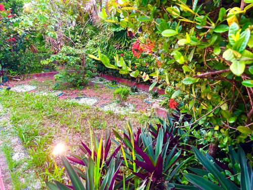 a garden with many different plants and flowers at Pousada Jardins in São Luís