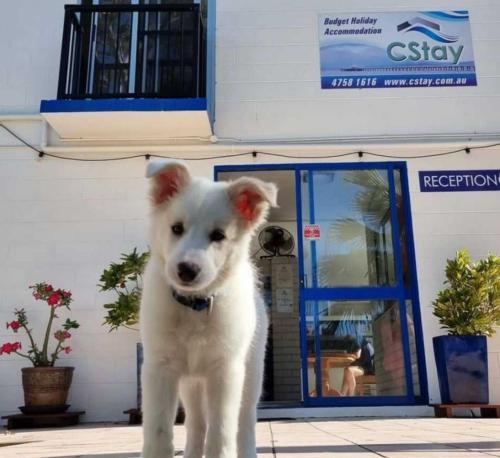 a white dog standing in front of a building at CStay in Picnic Bay