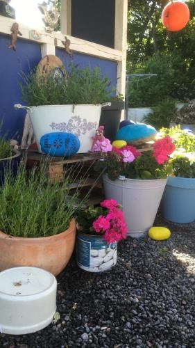 a group of potted plants and flowers in pots at Gudhjem unsere Ferienwohnung mit tollem Meerblick in Gudhjem