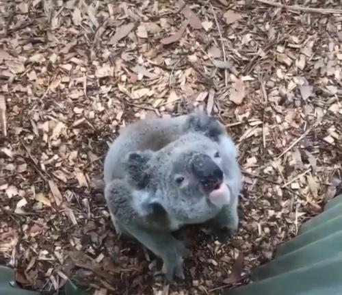 a koala sitting on the ground with its tongue out at CStay in Picnic Bay