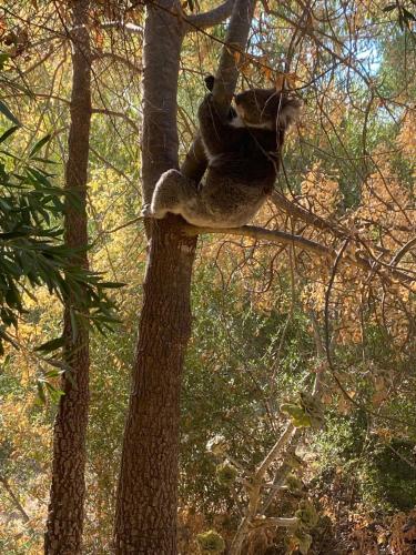 a koala is sitting on a tree branch at Casa Salvador in Flagstaff Hill