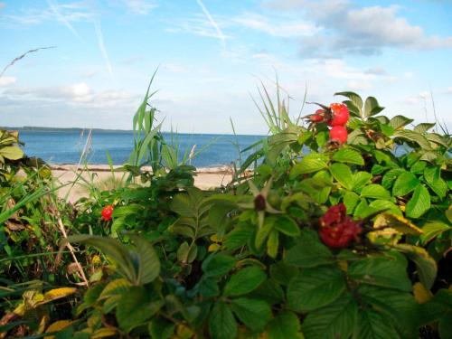 a bush with red flowers in front of the beach at Ferienwohnung Oelstorf in Eckernförde