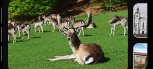 Animaux dans le séjour chez l'habitant ou à proximité