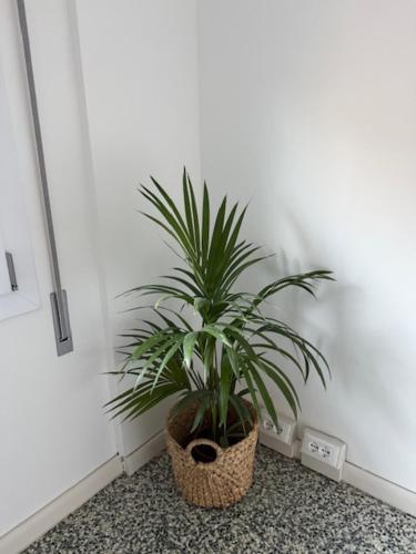 a potted plant sitting on a floor next to a wall at Villa Cecilia in Portogruaro