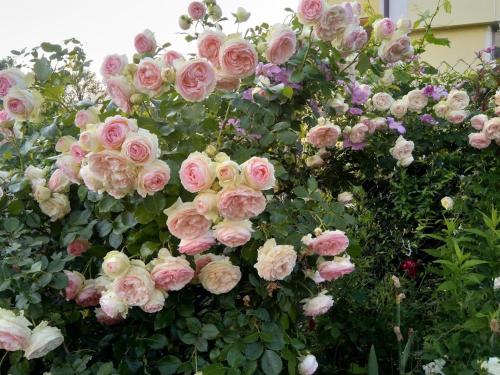 a bunch of pink roses on a wall at Харизма in Hisarya