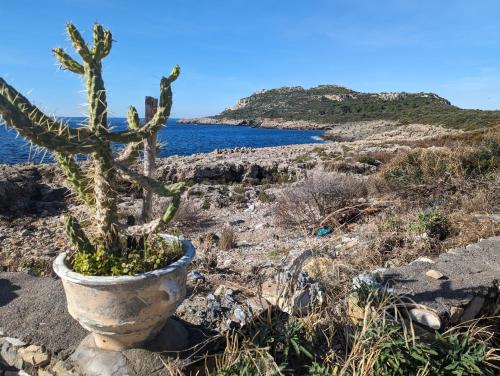 a cactus in a pot next to the ocean at kipaki-trachila Mani in Trakhíla