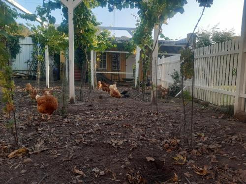 a group of chickens walking around in a yard at Seneberg - Rooms for rent in Snertinge