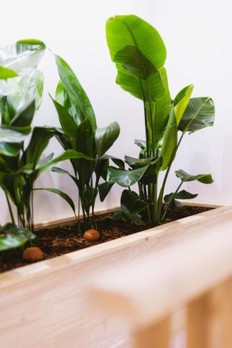 two plants sitting in a wooden box at Sauna - Massage - Double Shower - Luxe in Romans in Romans-sur-Isère