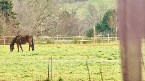 a horse grazing in a field with a fence at La Charreterie in Auzouville-sur-Saâne