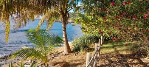 a beach with a fence and trees and the water at Chambre Maison Kumba in La Désirade