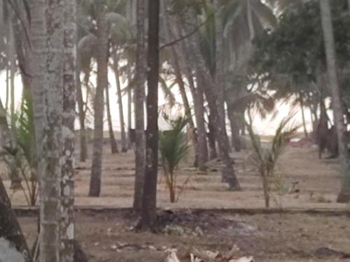 a group of palm trees in a forest at Katadi beach homestay in Trichūr