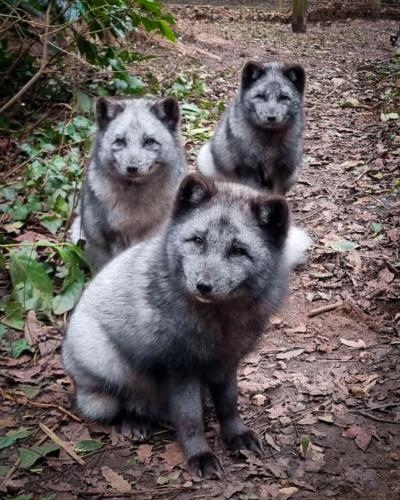 three wolves are standing in the woods at Private Yurt in Talaton