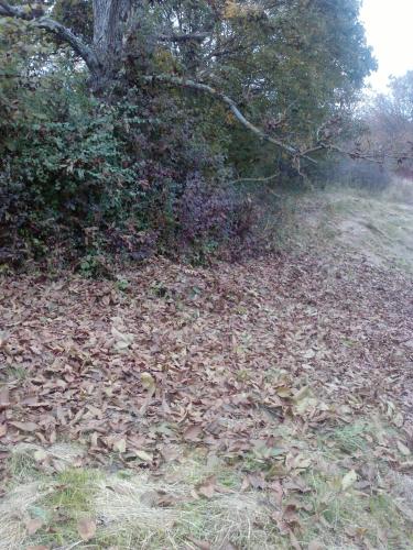 a pile of leaves on the ground next to a tree at Osterija Na Planinci in Divača