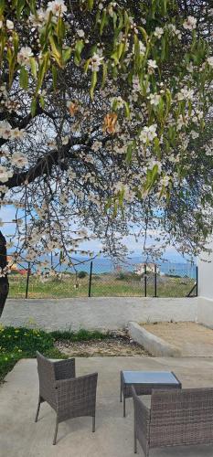 two benches and a table under a tree at Maria's place Agkistri in Megalochori