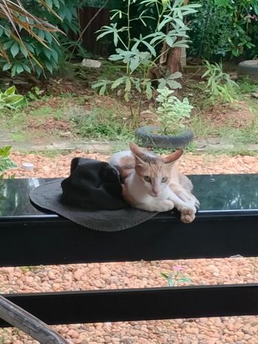 a cat laying on a blanket on a table at Jomon Chittethazhath in Ernakulam