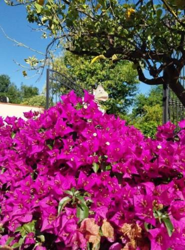 a bunch of pink flowers in front of a tree at Agriturismo Terrenia in Taormina