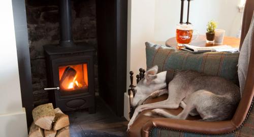 a dog laying on a couch next to a fire place at Royal Ship in Dolgellau