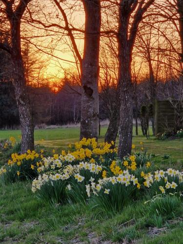 a bunch of flowers in a field with trees at Ferienwohnung Sort Sol Grellsbülldeich 7 in Aventoft