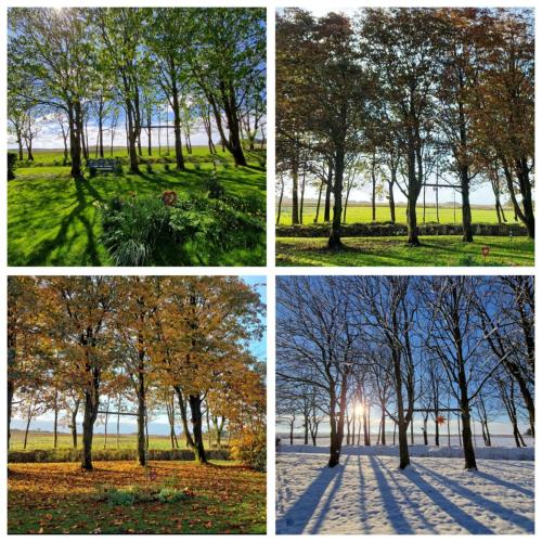 four different pictures of a tree in a park at Ferienwohnung Sort Sol Grellsbülldeich 7 in Aventoft