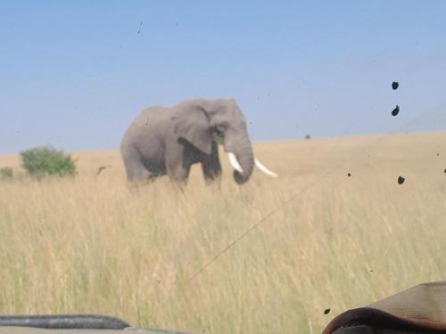 an elephant walking through a field of tall grass at Giraff maasai mara home stay&safaris in Sekenani
