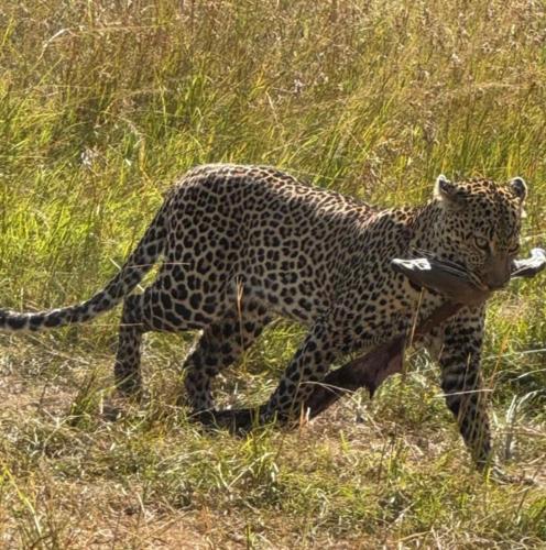 a jaguar walking through a field of grass at Giraff maasai mara home stay&safaris in Sekenani