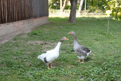 two ducks standing in the grass in a yard at Ferienwohnung Helmsstraße II in Ebstorf
