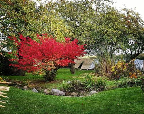 a red tree in the middle of a garden at Hof Garz Wohnung Apfelgarten in Poseritz