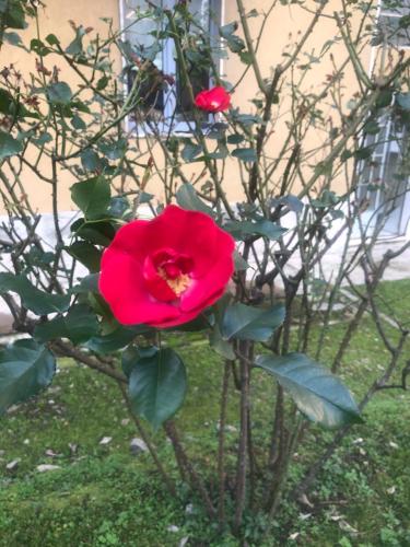 Κήπος έξω από το Milano MISSORI Rose garden view