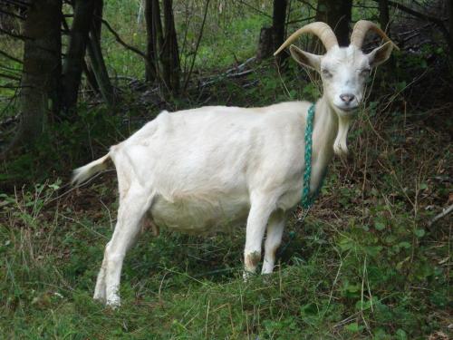 a goat with a blue collar standing in the grass at Hohle Kirche in Hiltpoltstein