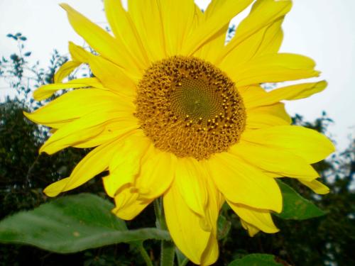 a yellow sunflower is standing in a field at Kleiner Feldblick in Hinrichsdorf