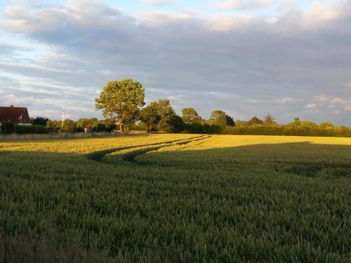 a field of green grass with a tree in the middle at Ferienwohnung "Bittner" in Altratjensdorf