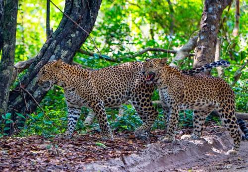 two cheetahs standing next to each other in a forest at Wild Wadi Wilpattu - Villas with private Plunge Pools in Wilpattu